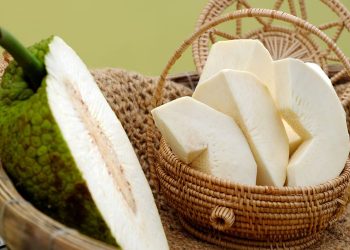 SUKUN  POTENSIAL  SEBAGAI BAHAN  MAKANAN POKOK