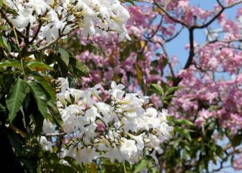 Wakil Walikota Armuji Ajak Warga Abadikan Tabebuya Bermekaran
