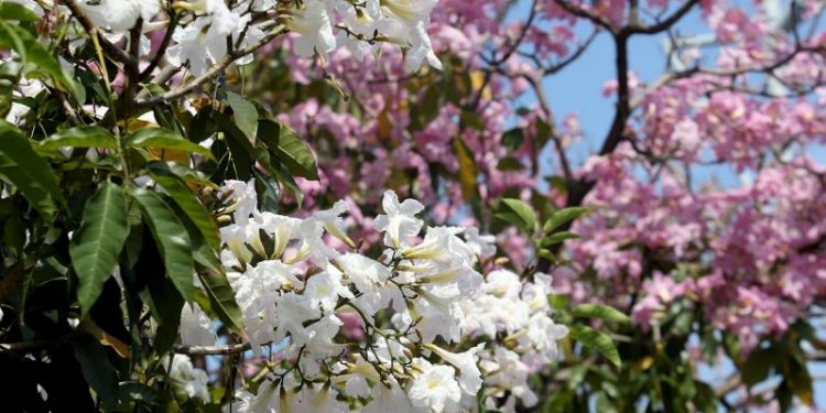 Wakil Walikota Armuji Ajak Warga Abadikan Tabebuya Bermekaran