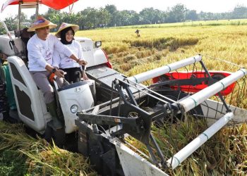 Wali Kota Surabaya Surabaya melakukan panen raya