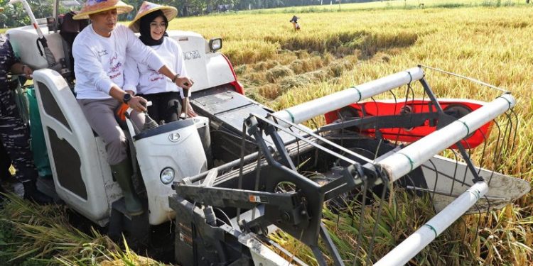Wali Kota Surabaya Surabaya melakukan panen raya