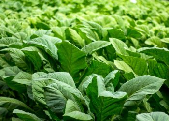 Jeritan Para Petani Tembakau