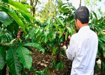 Panen Kopi di Lampung Barat, Presiden Jokowi Dorong Peningkatan Produktivitas