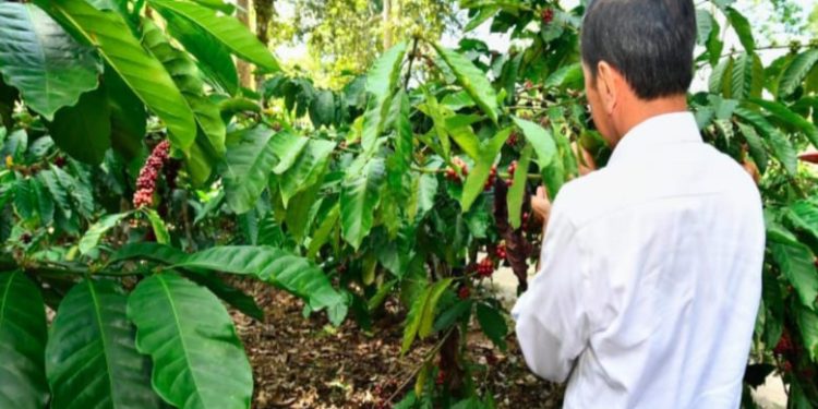 Panen Kopi di Lampung Barat, Presiden Jokowi Dorong Peningkatan Produktivitas