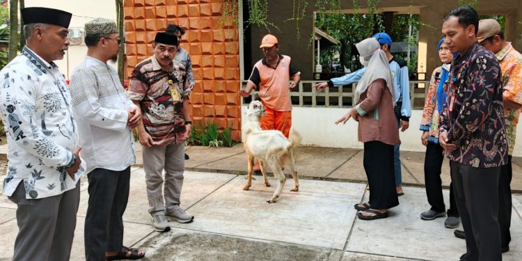 Camat Cempaka Putih Serahkan 14 Ekor Kambing Kurban, di Hari Raya Idul Adha