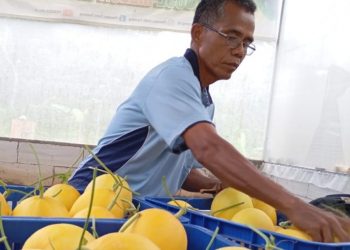 Samsudin: sukses melalui Tanam Melon