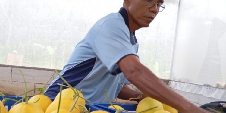 Samsudin: sukses melalui Tanam Melon